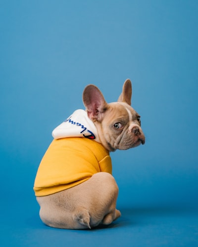 Cute Dog